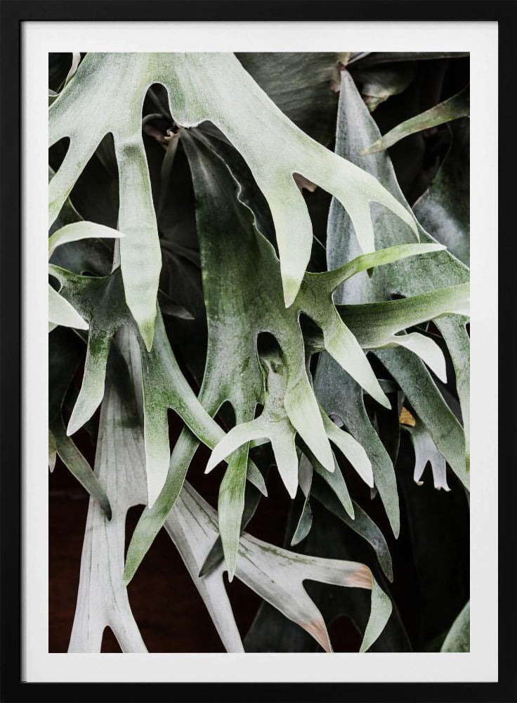 Verzauberte Wedel | Poster