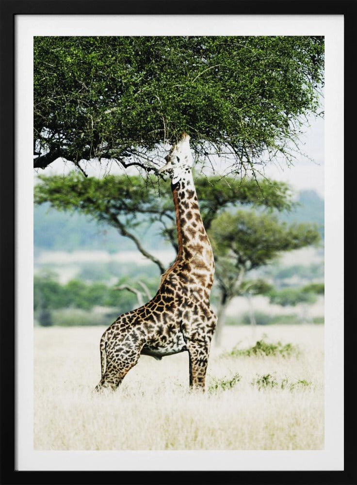 Majestätische Giraffe streckt sich | Poster
