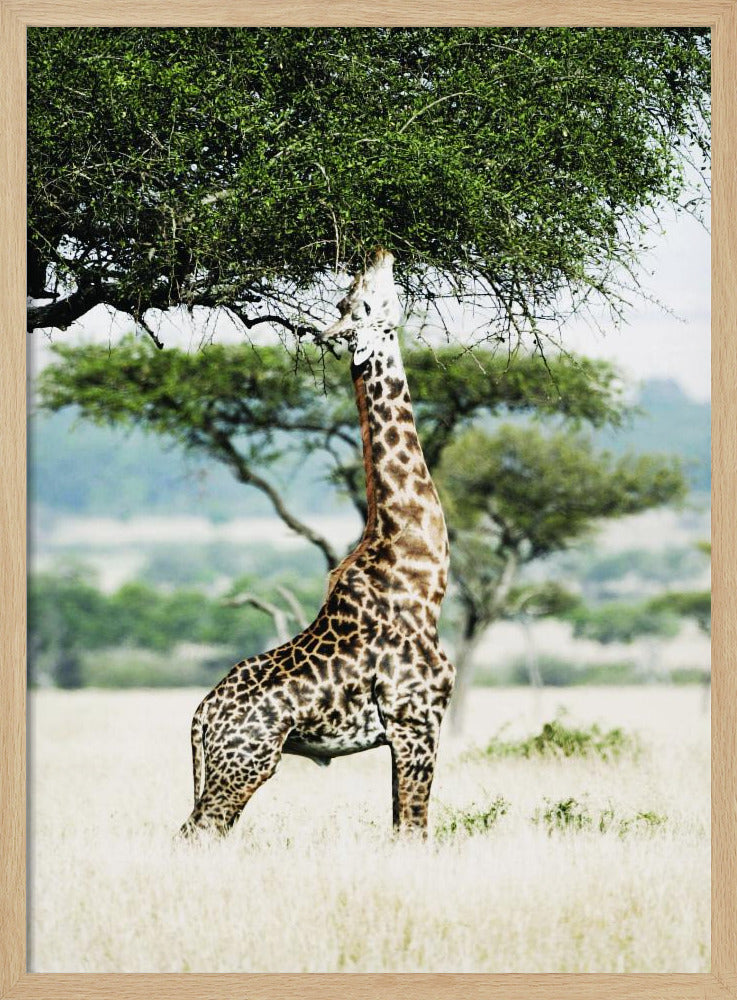 Majestätische Giraffe streckt sich | Poster