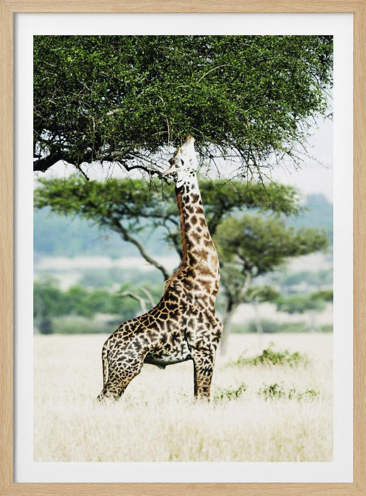 Majestätische Giraffe streckt sich | Poster