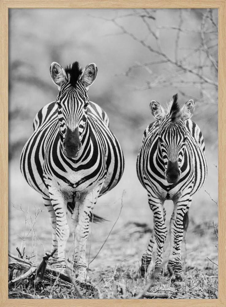 Gestreiftes Pferd vorne | Poster