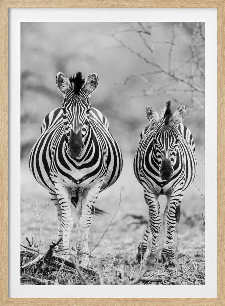 Gestreiftes Pferd vorne | Poster