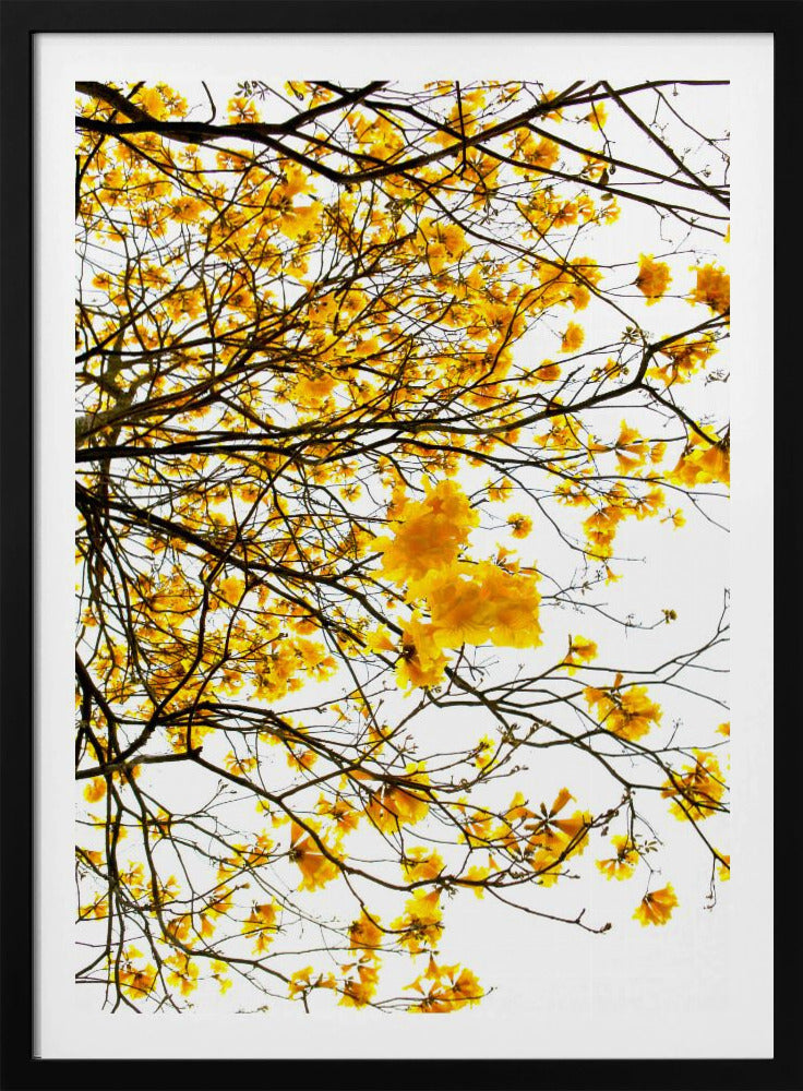 Goldenes Blätterdach | Poster