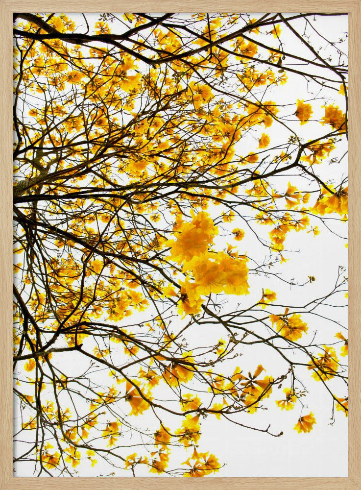 Goldenes Blätterdach | Poster