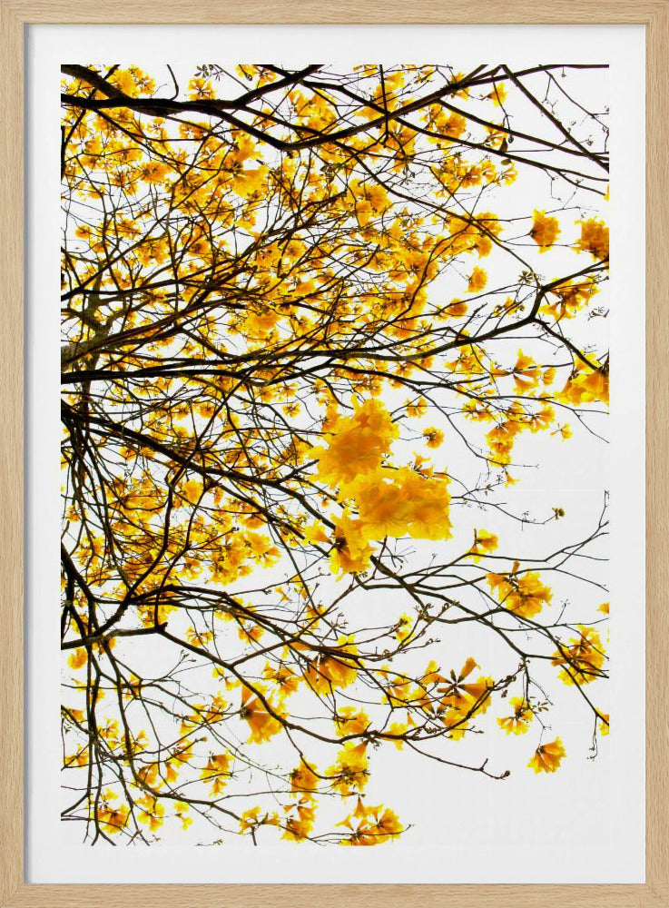 Goldenes Blätterdach | Poster