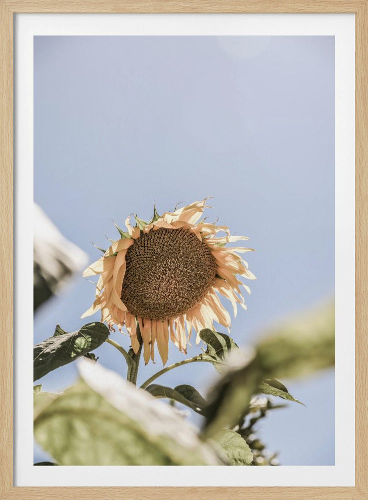 Goldener Blütenhimmel | Poster
