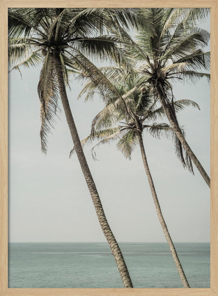 Ozeanbrise Palmen | Poster