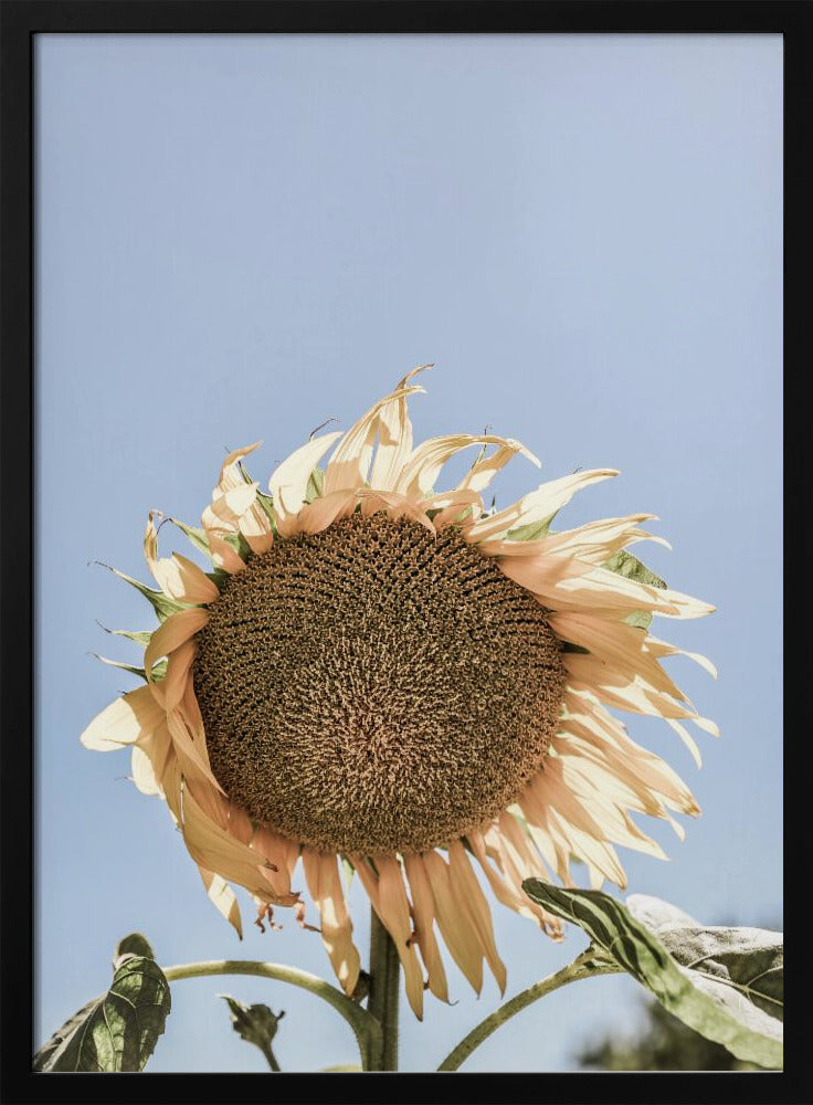 Golden Sunflower Sway | Poster