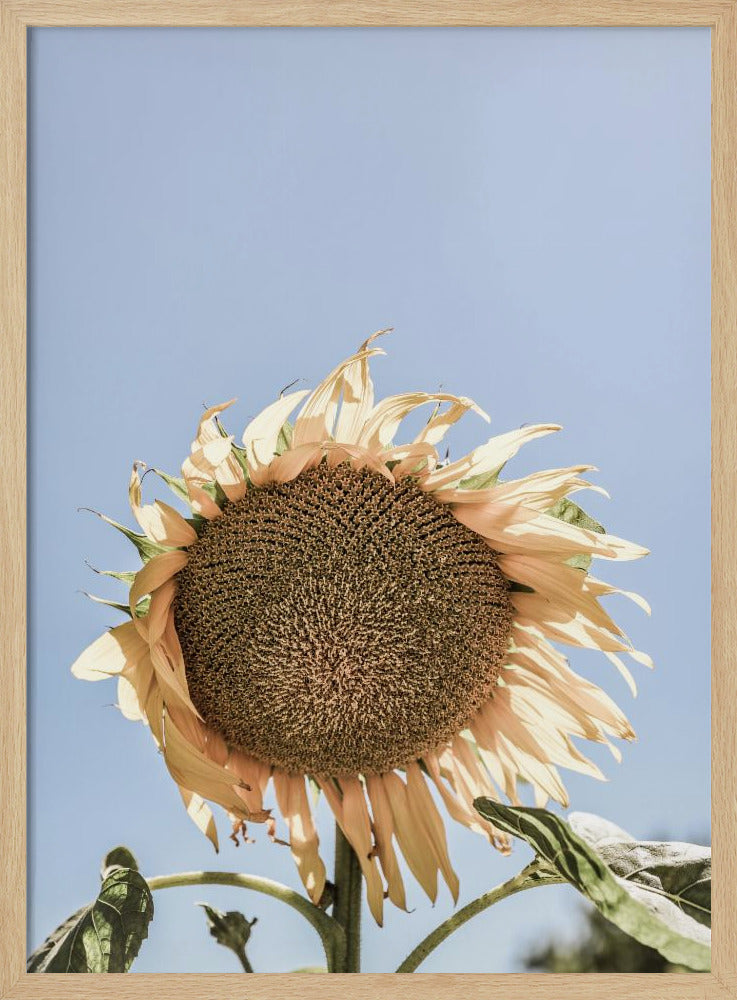 Golden Sunflower Sway | Poster