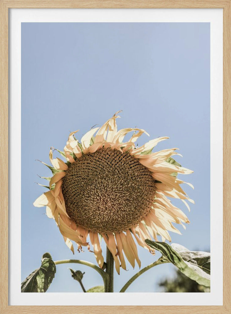 Golden Sunflower Sway | Poster