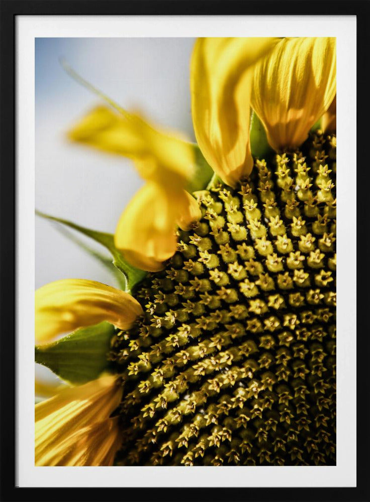 Sunflower Close Up | Poster