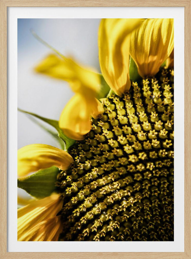 Sunflower Close Up | Poster