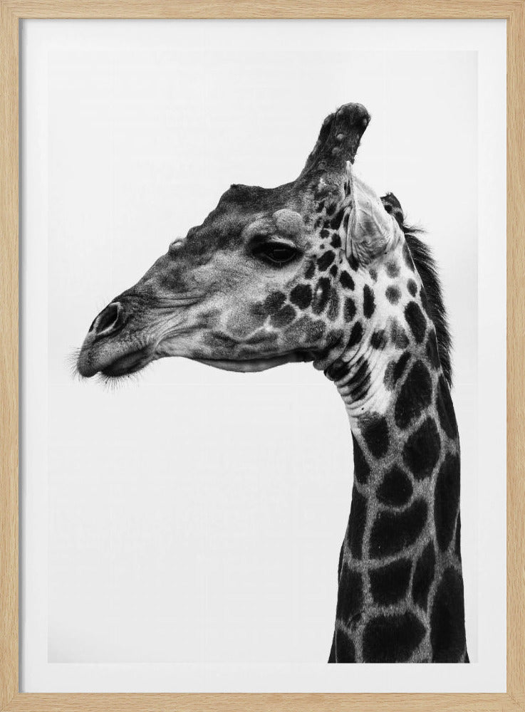Komplizierte Muster der Giraffenhaut | Poster