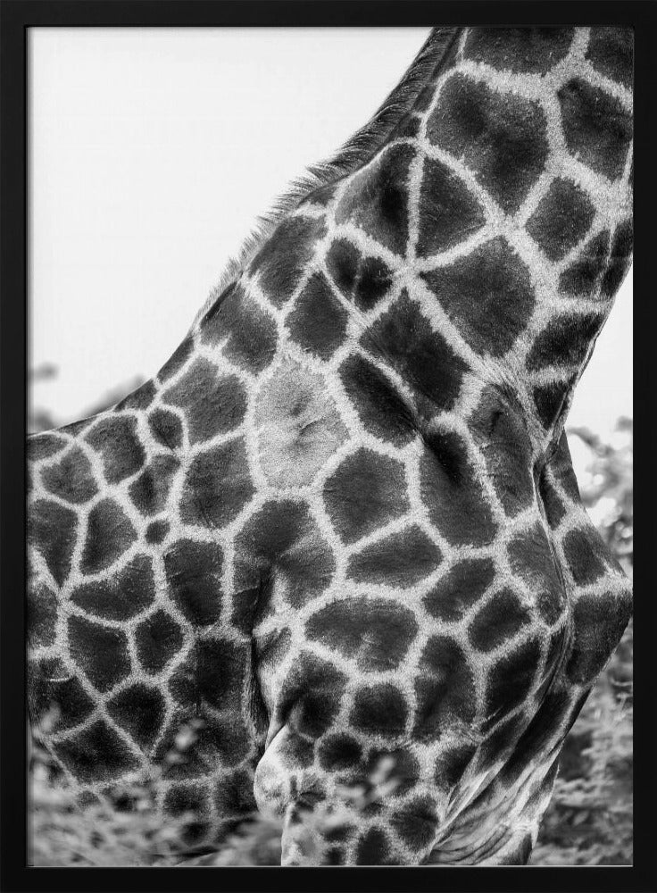 Intricate Patterns Of A Giraffe's Skin | Poster