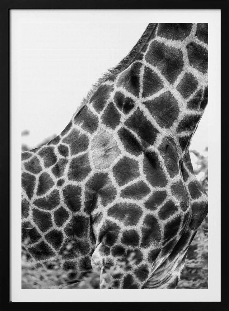 Intricate Patterns Of A Giraffe's Skin | Poster