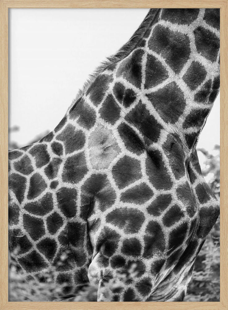 Intricate Patterns Of A Giraffe's Skin | Poster
