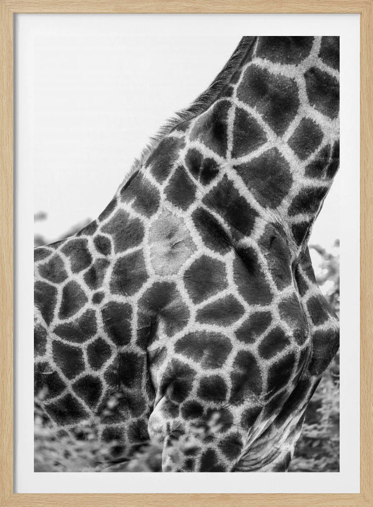 Intricate Patterns Of A Giraffe's Skin | Poster