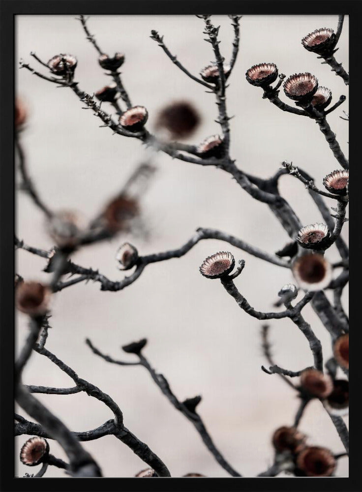 Swartberg Protea | Poster