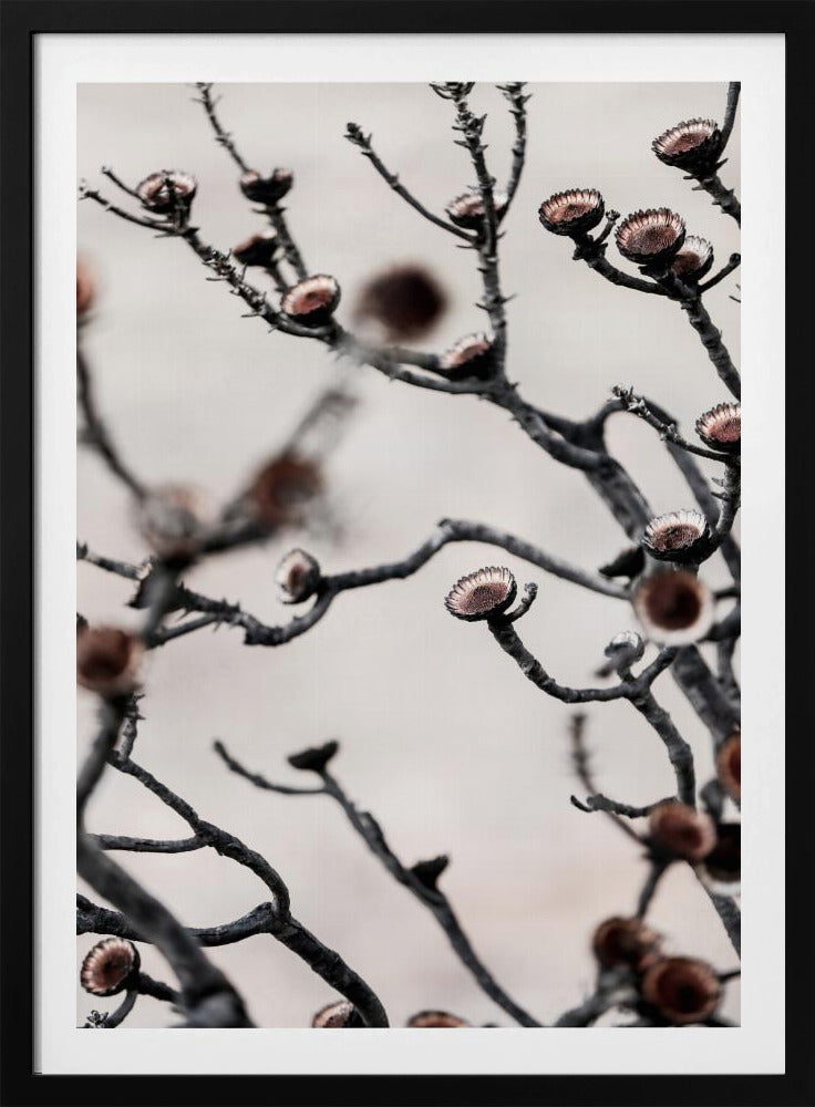 Swartberg Protea | Poster
