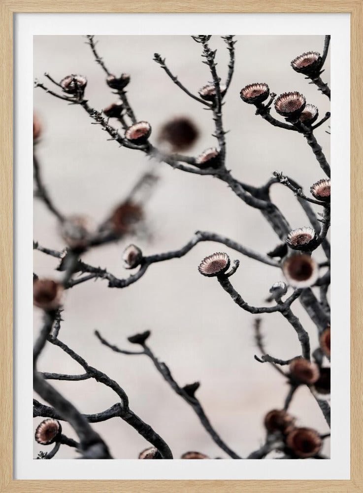 Swartberg Protea | Poster