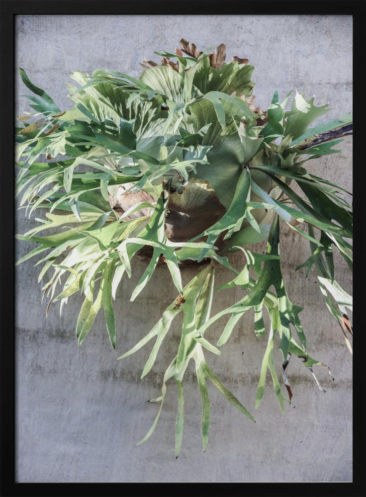 Wall Fern Delight | Poster