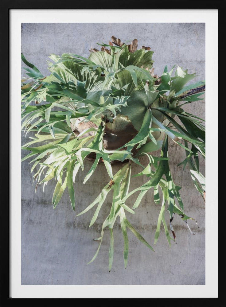 Wall Fern Delight | Poster