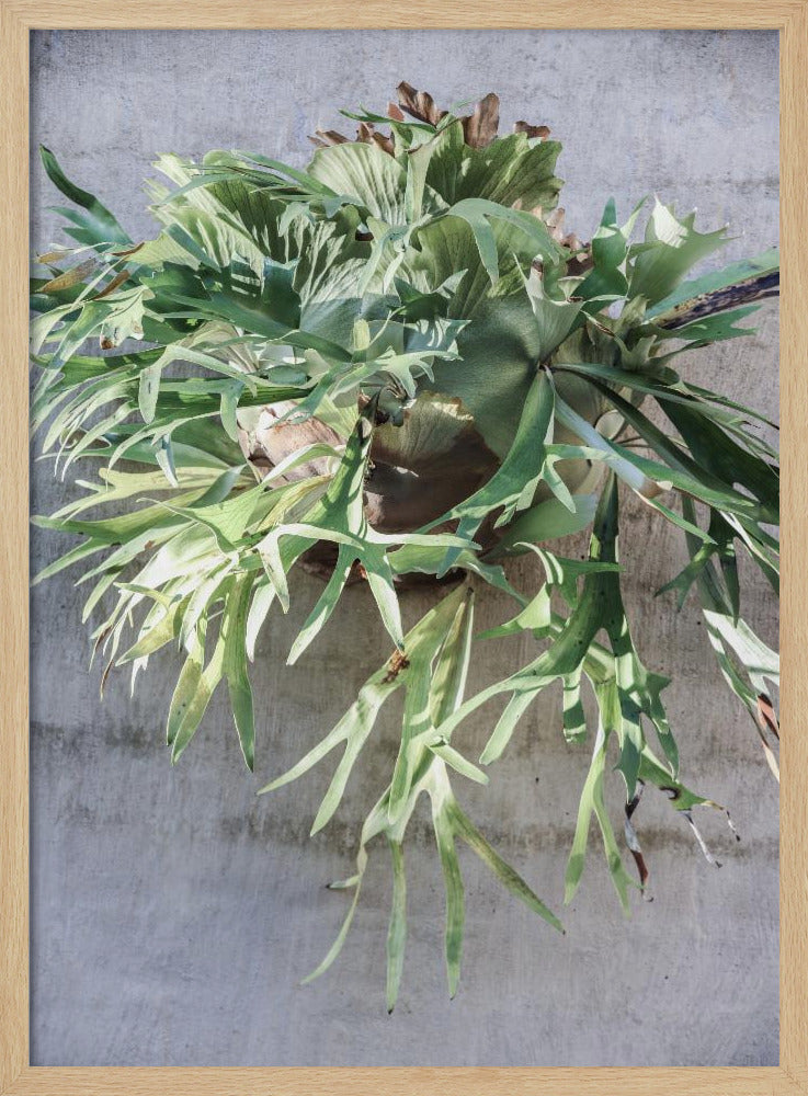 Wall Fern Delight | Poster
