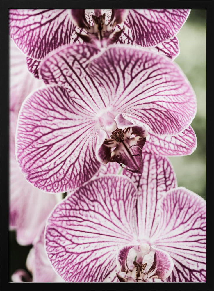 Tiger Blooms | Poster