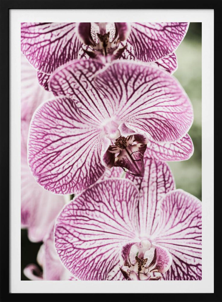 Tiger Blooms | Poster