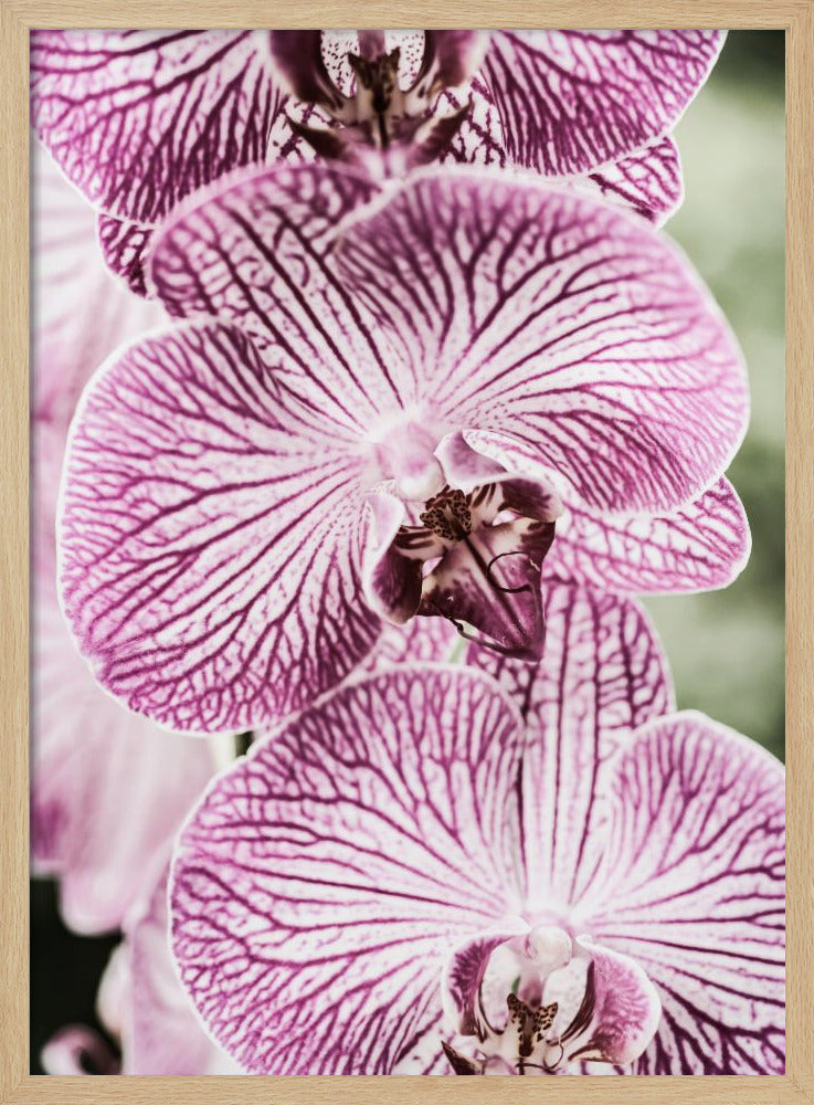 Tiger Blooms | Poster