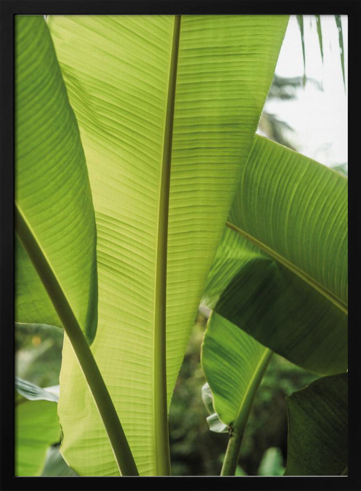 Tropische Bananenblätter | Poster