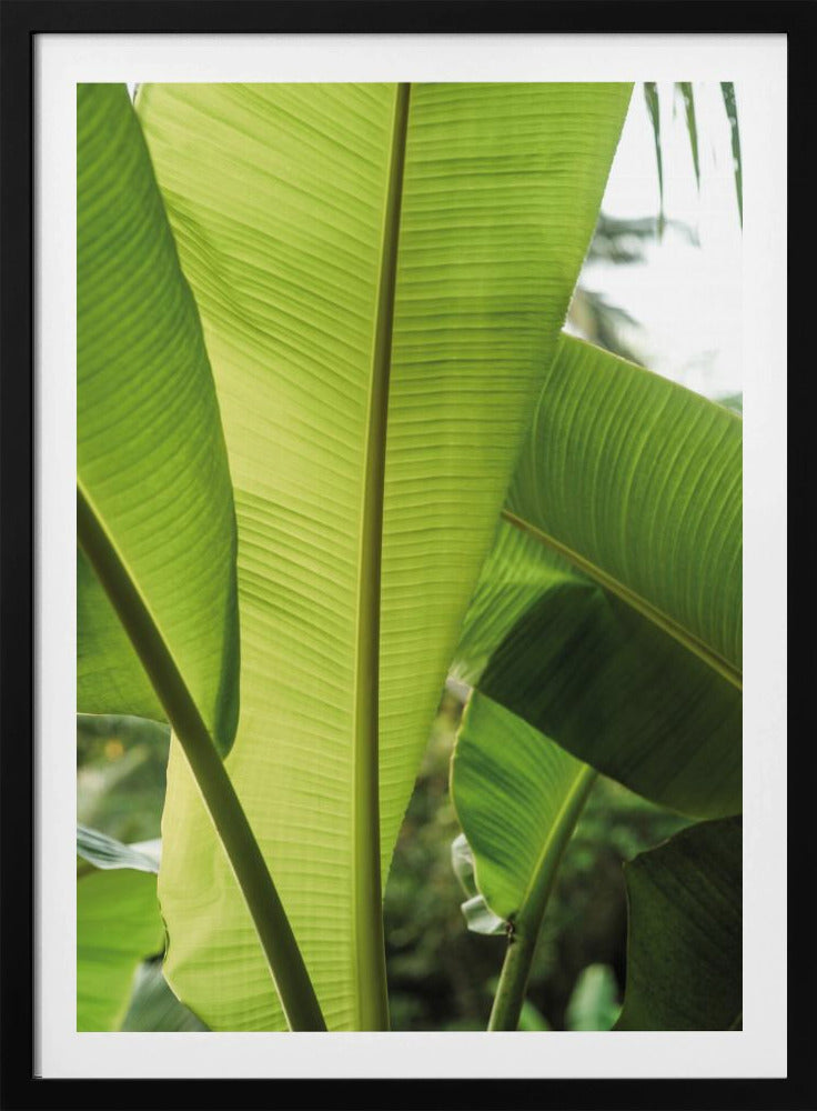 Tropische Bananenblätter | Poster