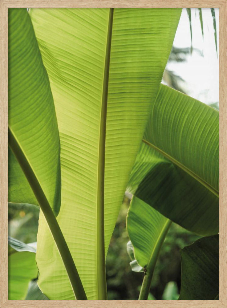 Tropische Bananenblätter | Poster