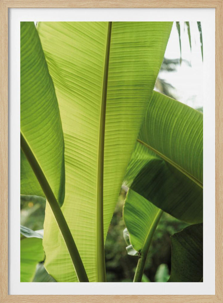 Tropische Bananenblätter | Poster