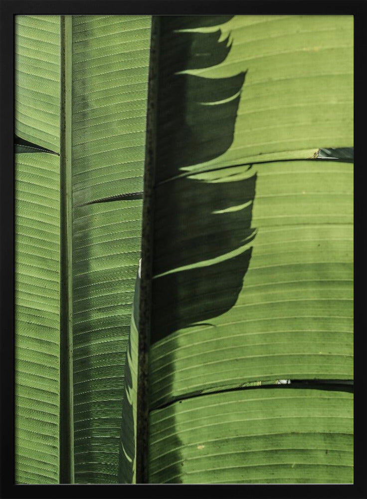 Tropical Banana Leaves | Poster