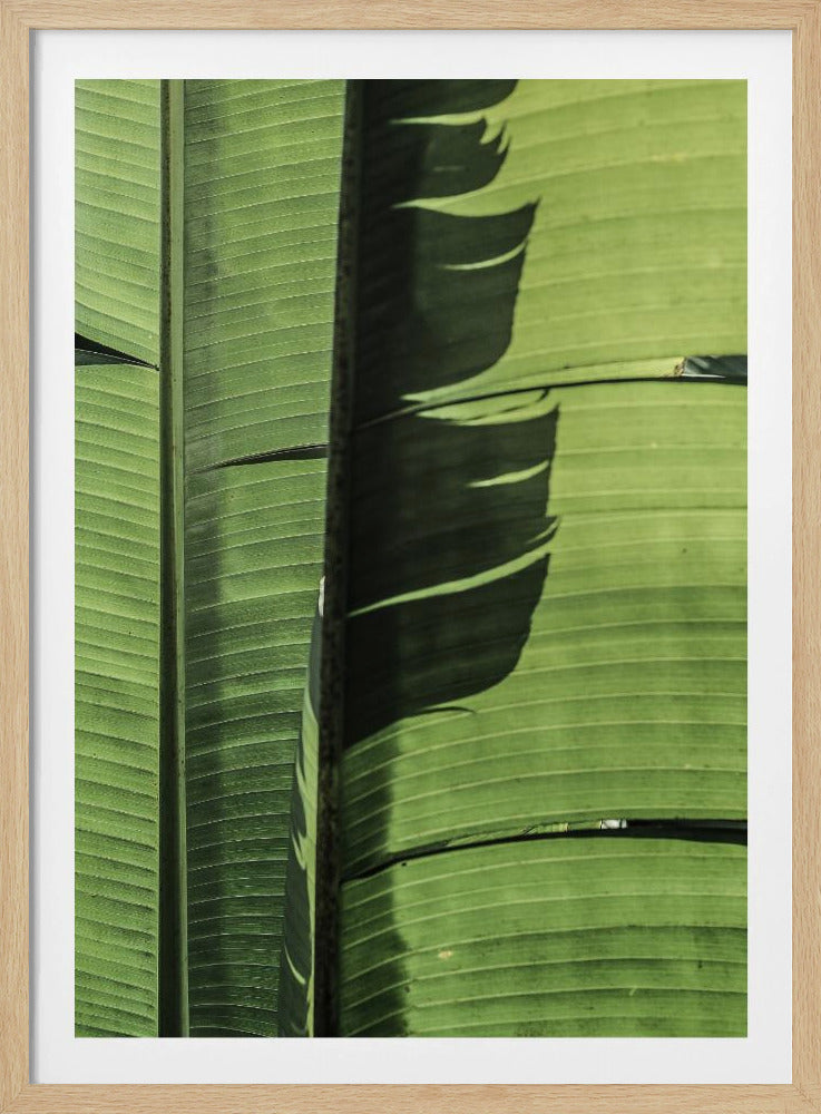 Tropical Banana Leaves | Poster