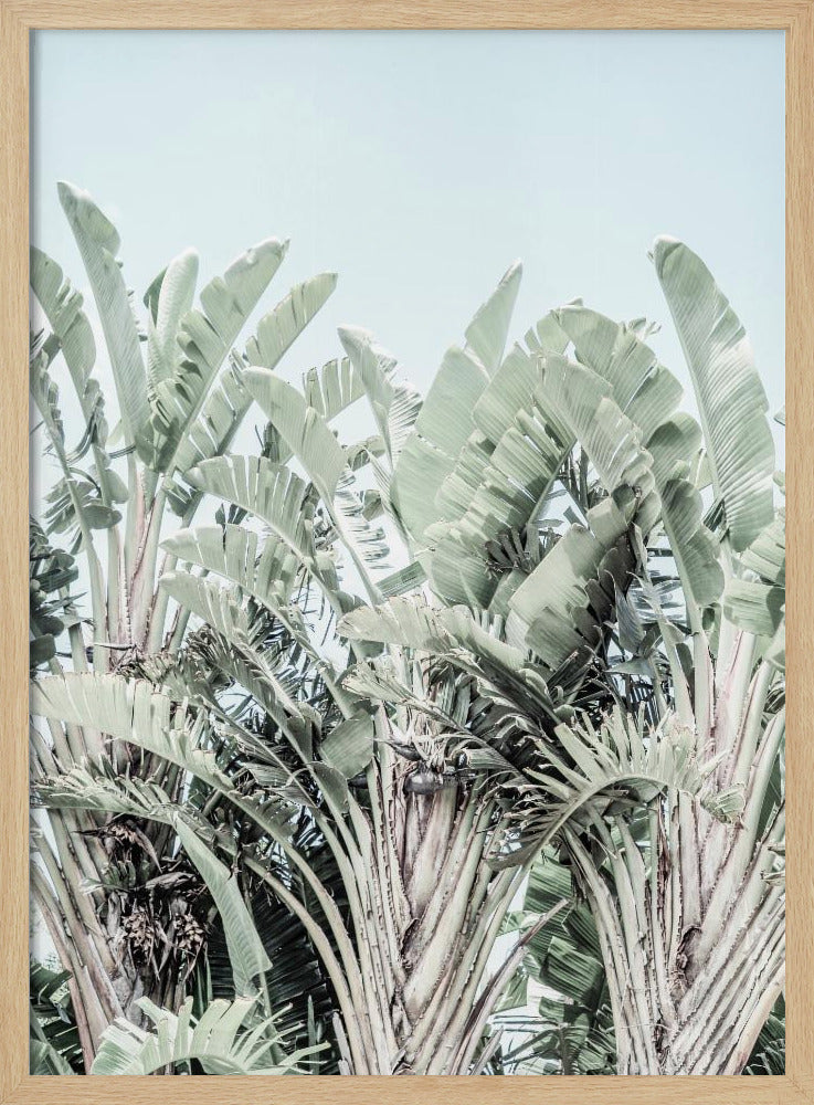 Tropisches Flüstern | Poster