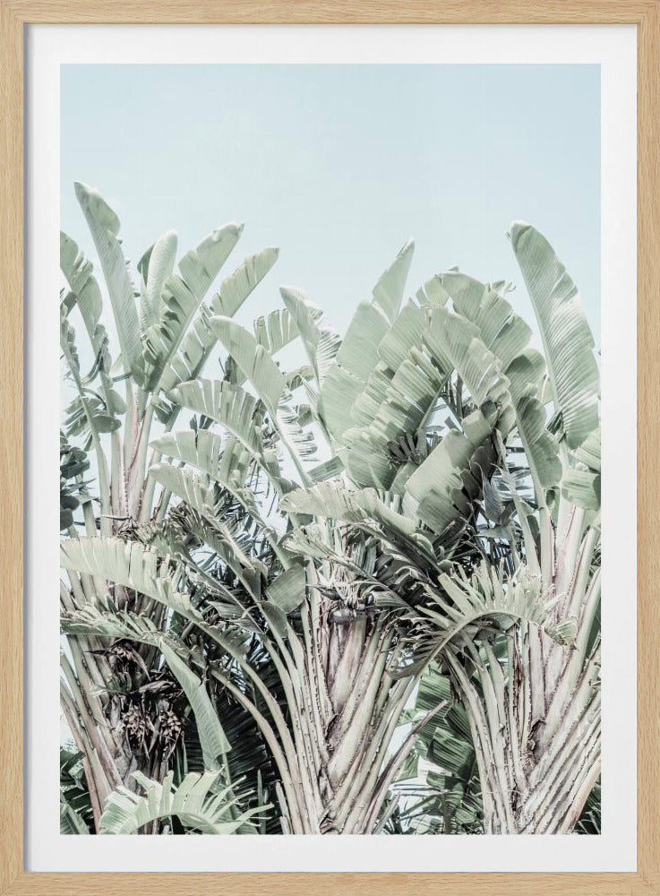 Tropisches Flüstern | Poster