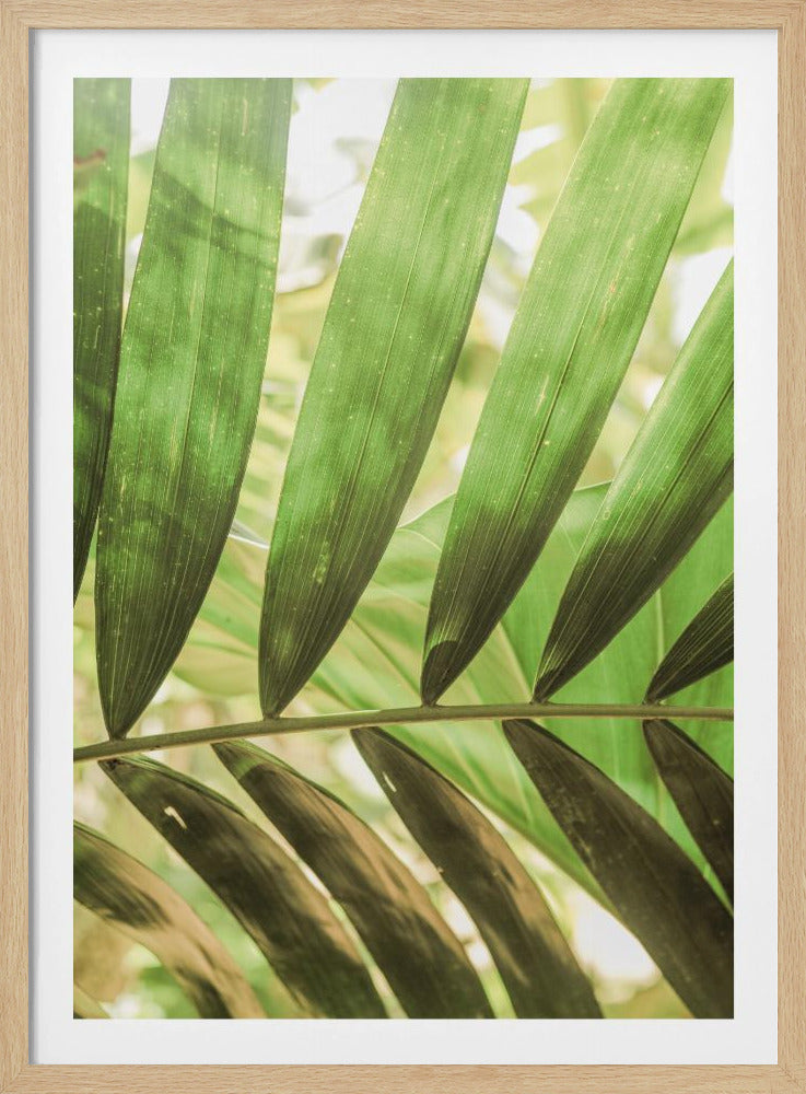 Schönheit der Palmblätter | Poster