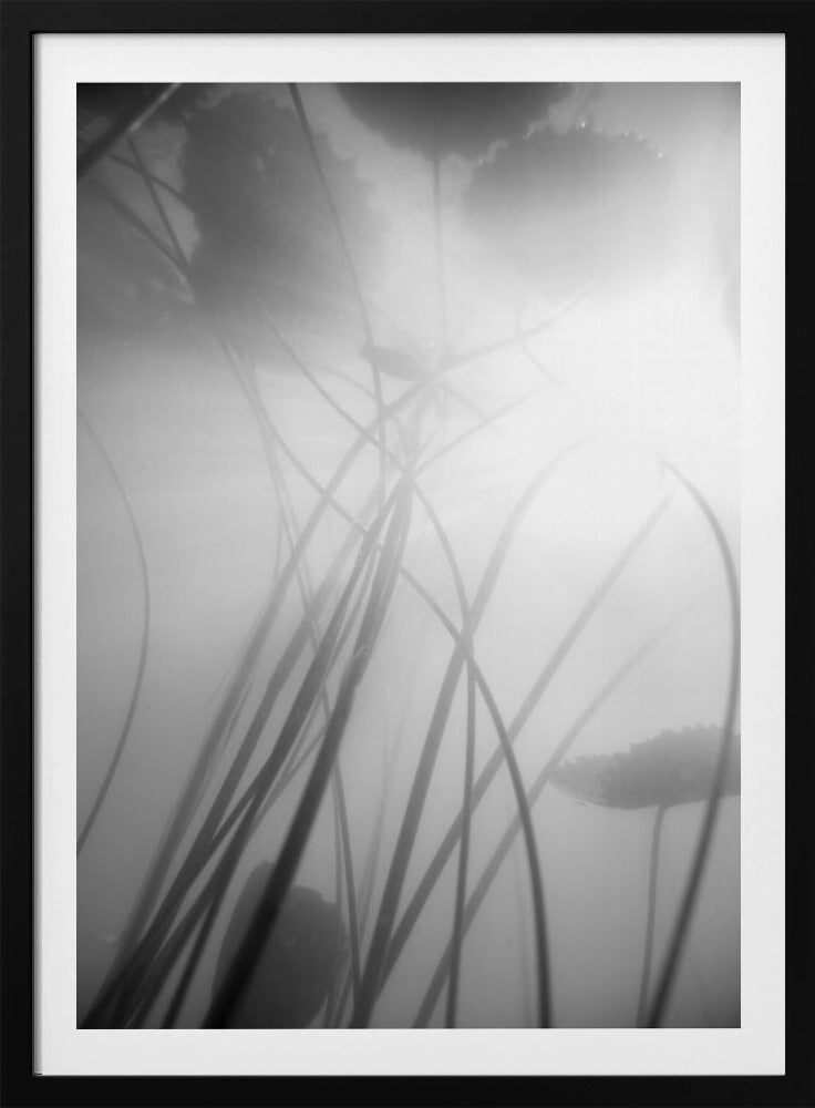 Seerose | Poster