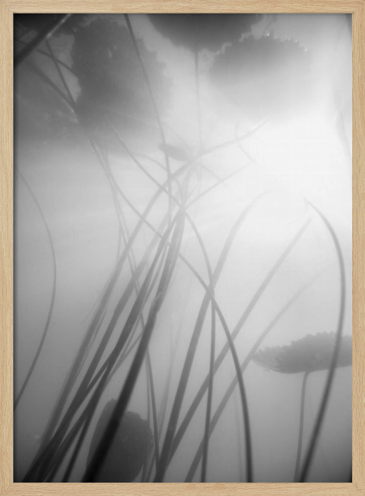 Seerose | Poster