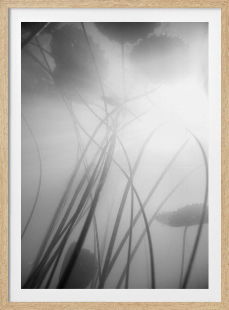 Seerose | Poster
