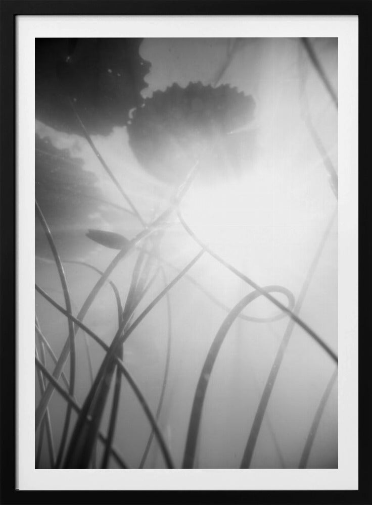 Seerose | Poster