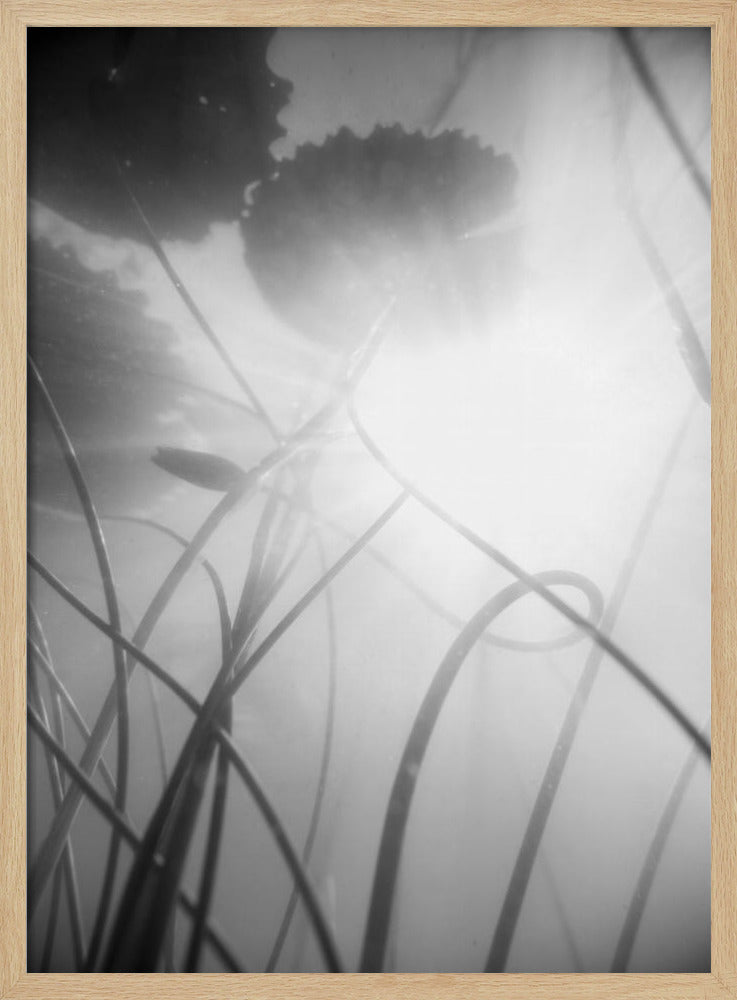 Seerose | Poster