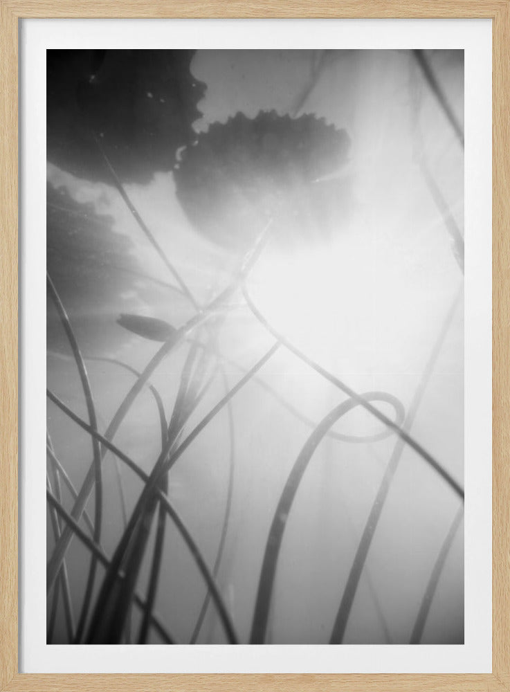 Seerose | Poster