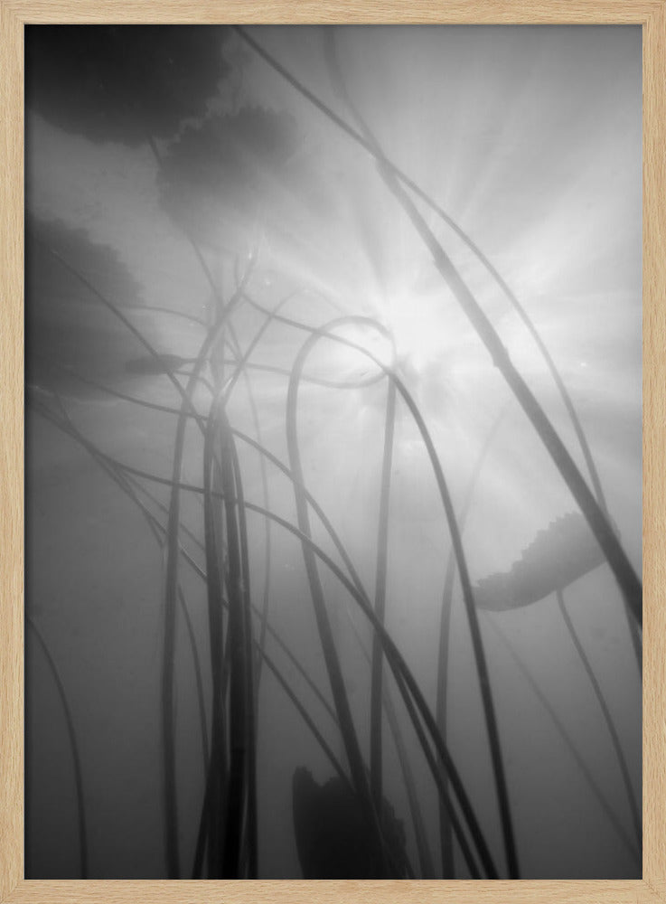 Seerose | Poster