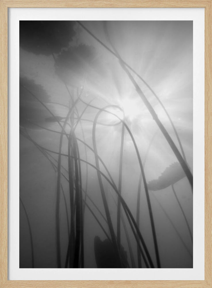 Seerose | Poster