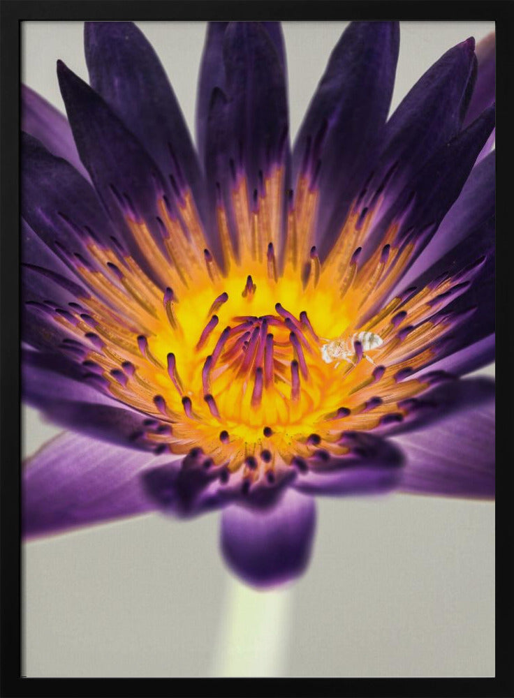 Purple Water Lilly | Poster