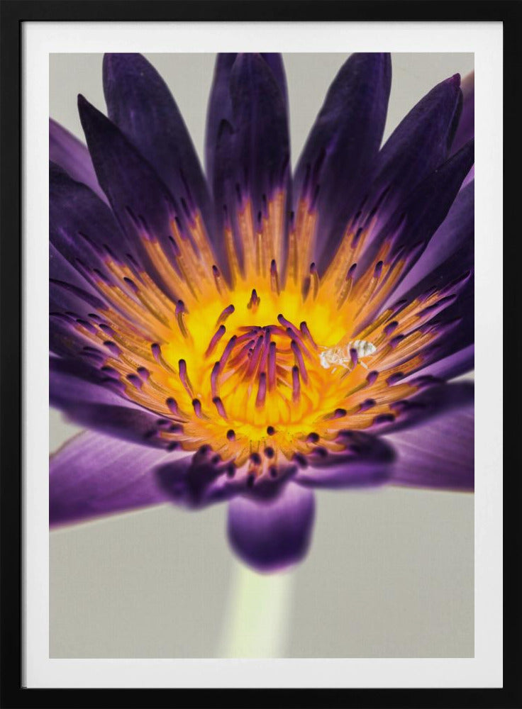 Purple Water Lilly | Poster