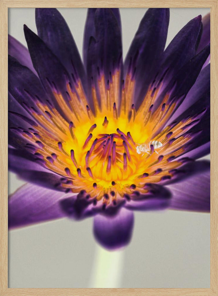 Purple Water Lilly | Poster